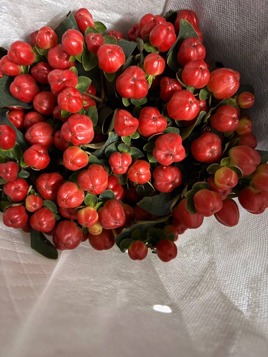 Hypericum czerwony