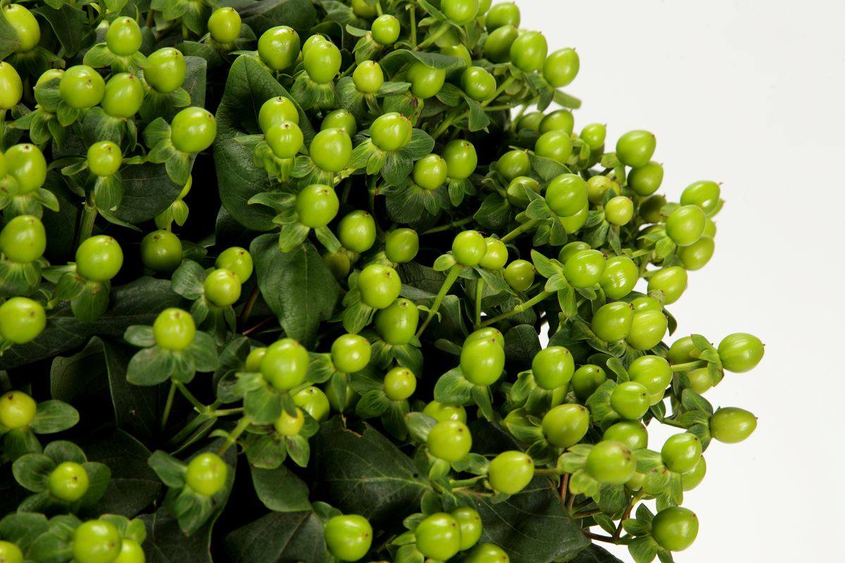 Hypericum zielony