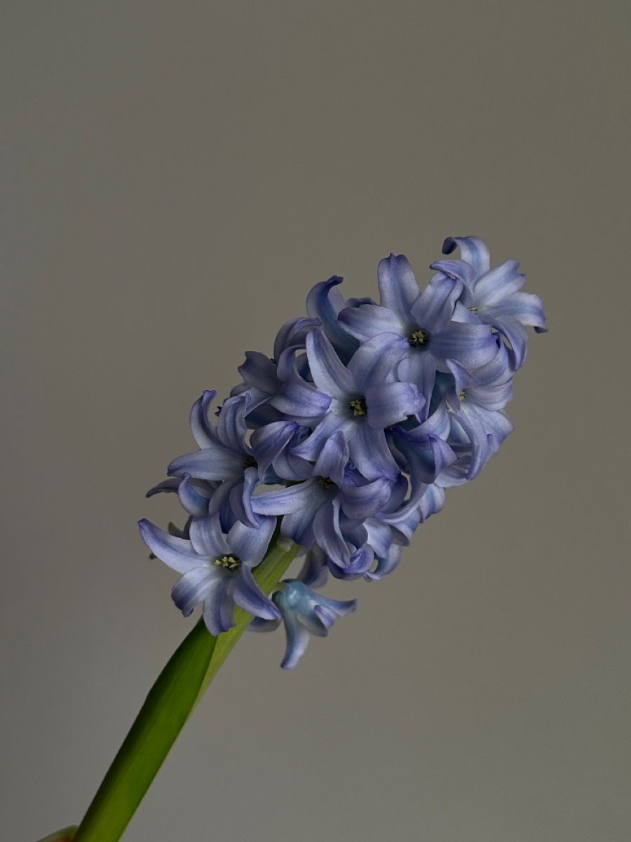 Hiacynt liliowy