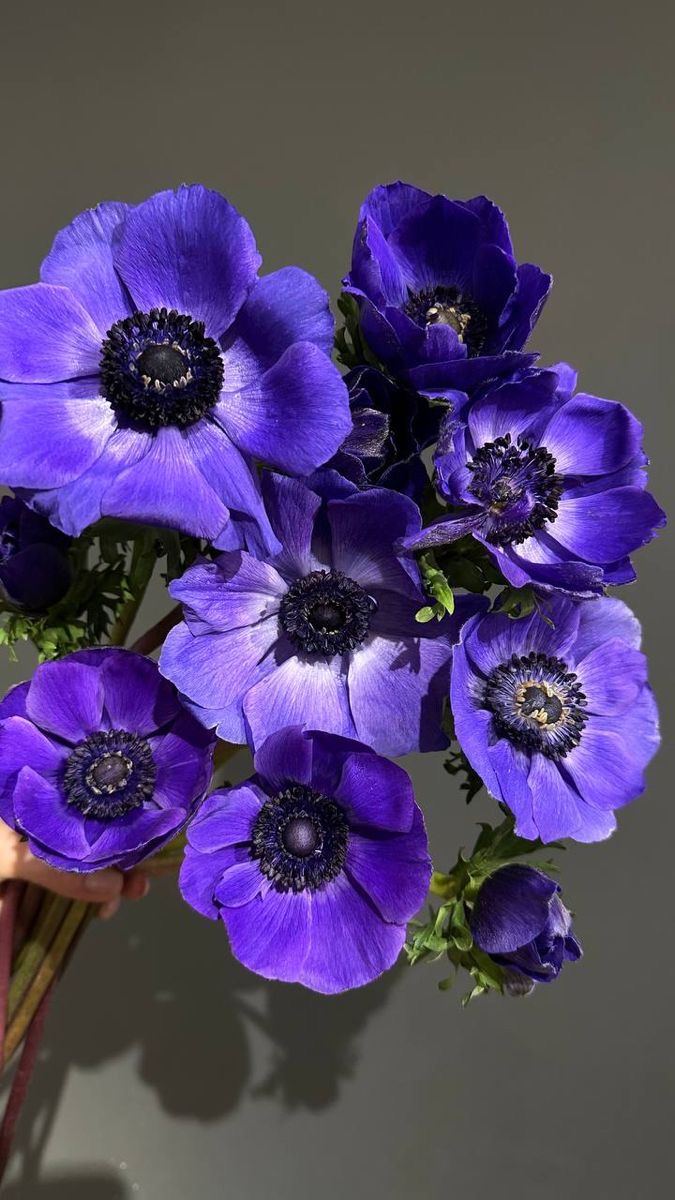Anemony liliowe