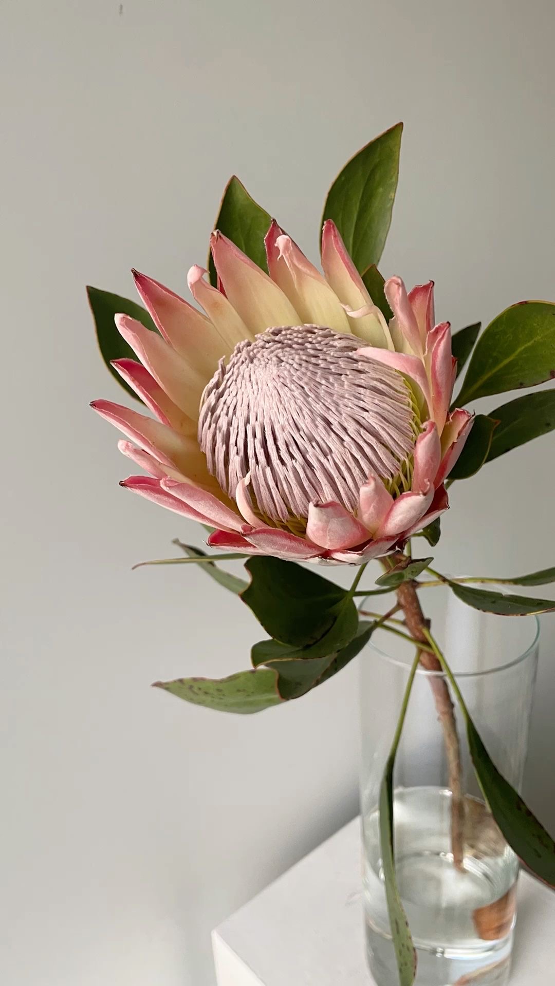 Protea Królewska