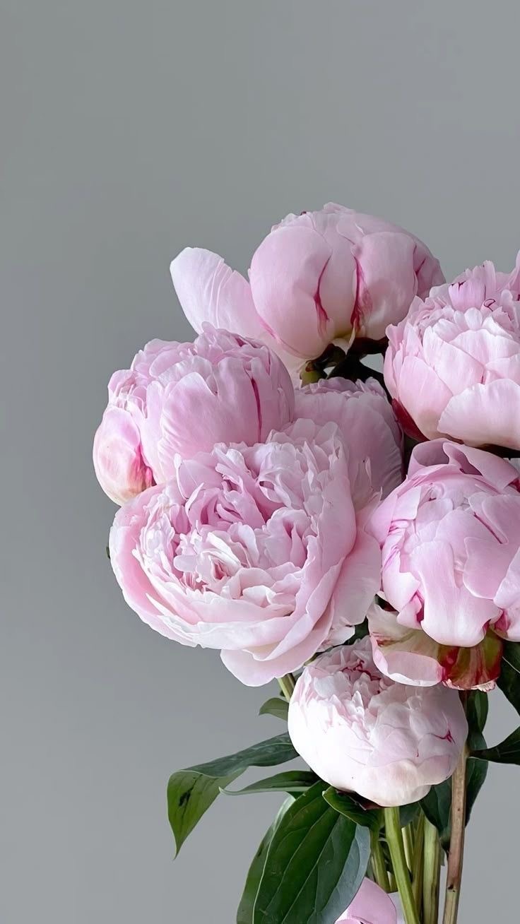 Peony Sarah Bernard