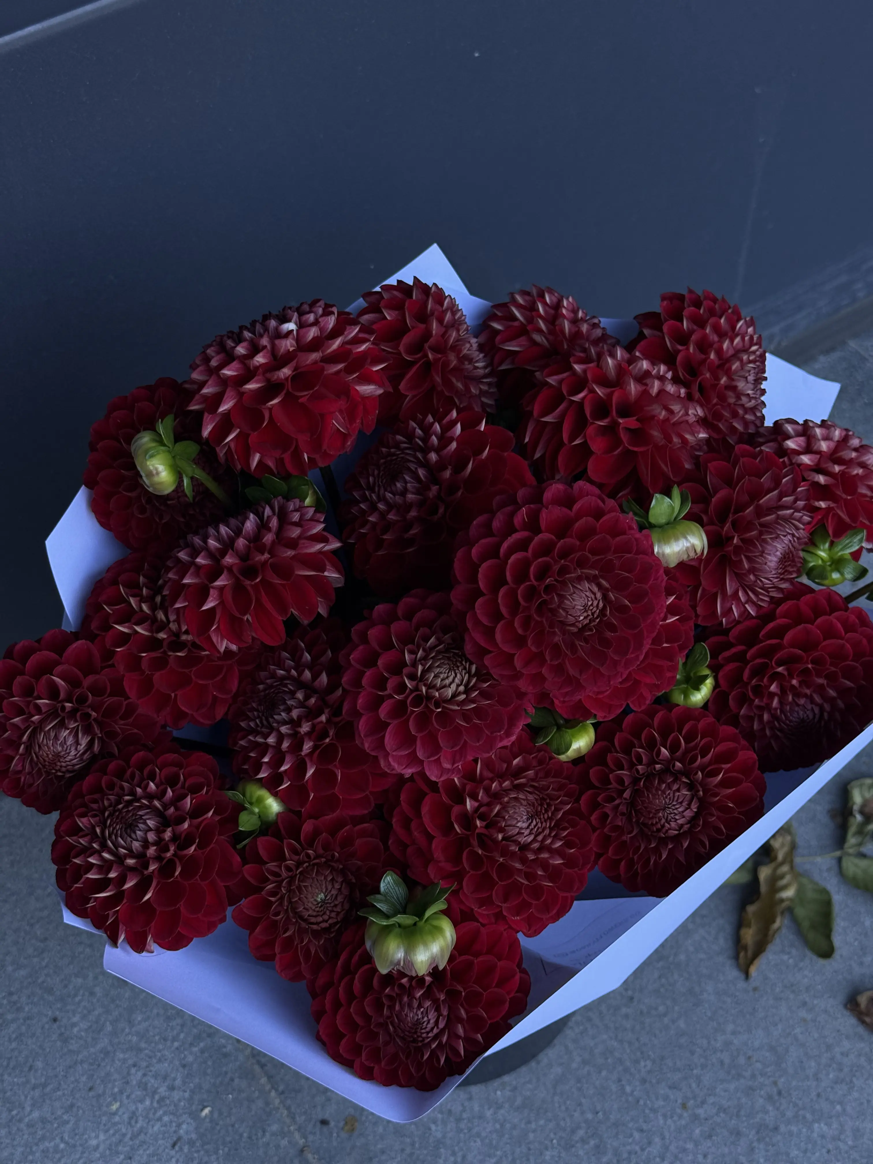 Dalia 2