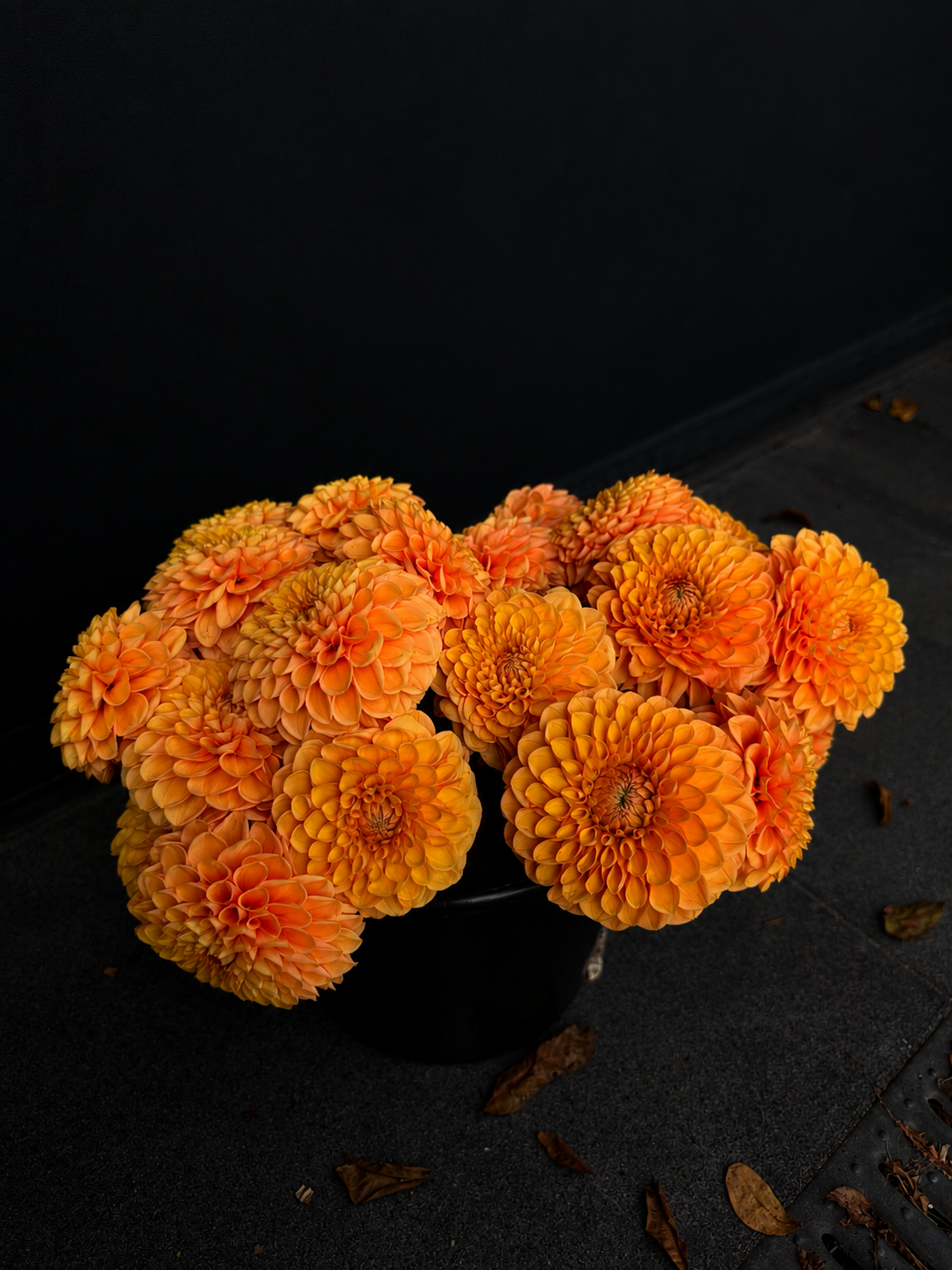 Dalia 3