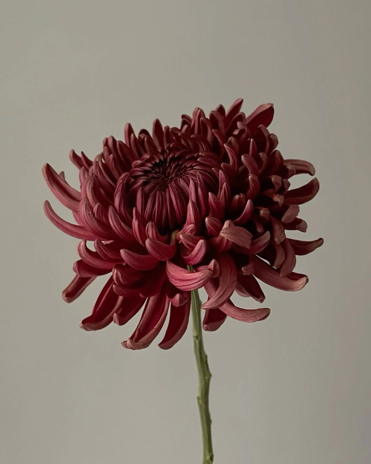 Chryzantema Vienna Burgundy