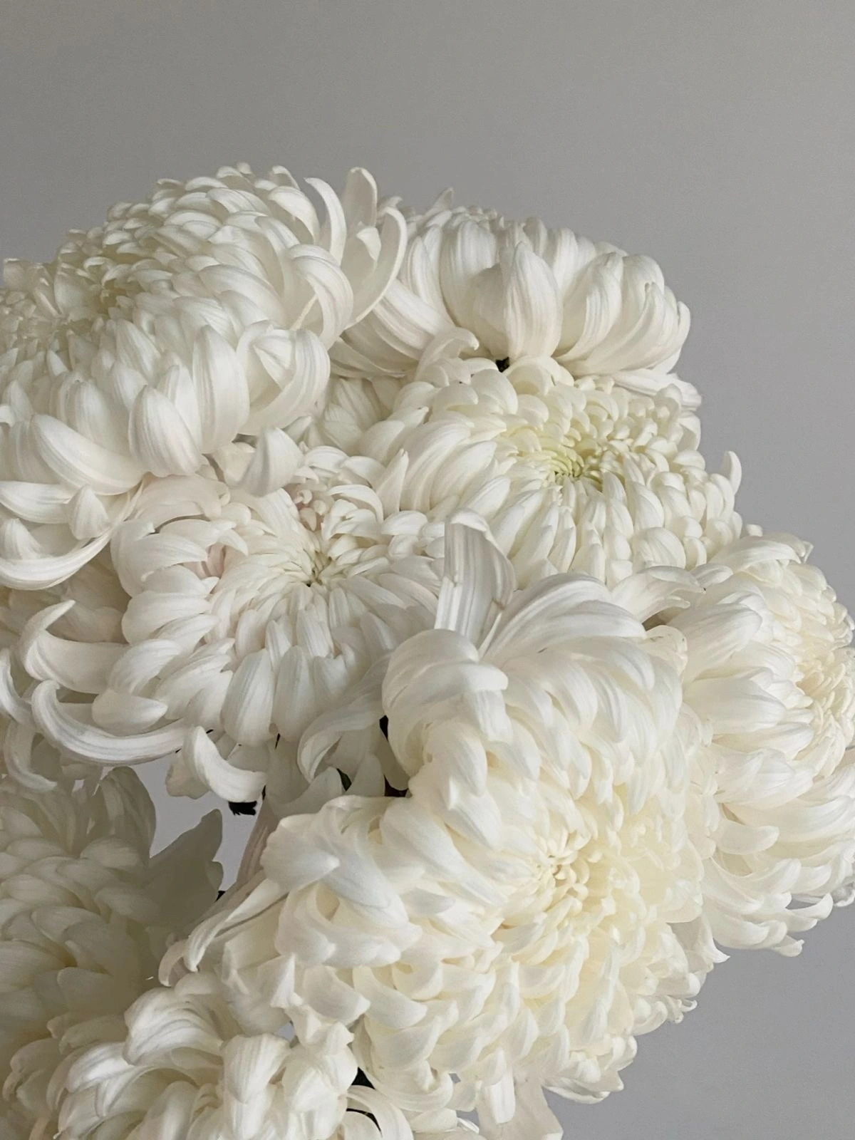 Chryzantema Vienna White