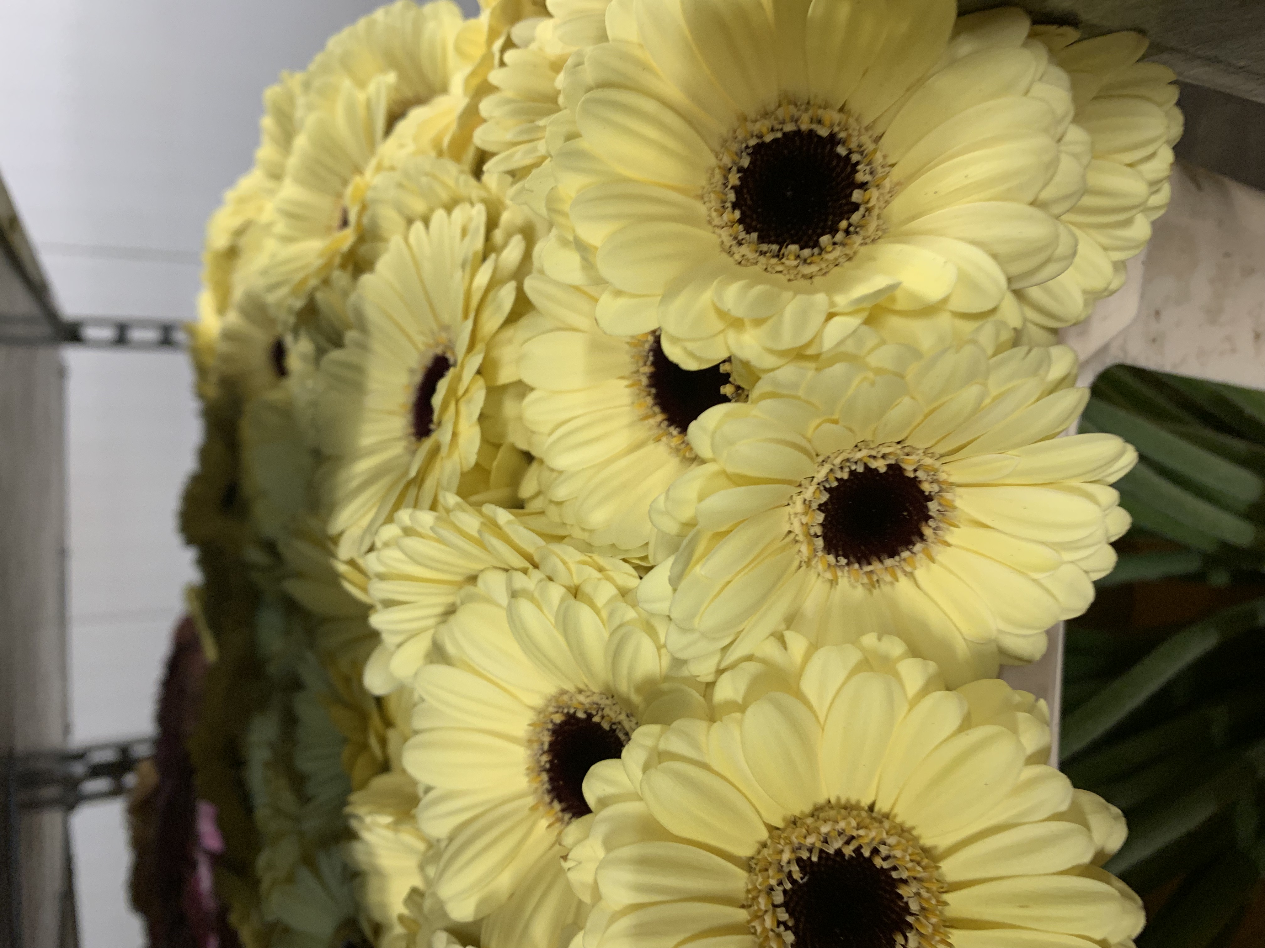 Gerbera M20-009