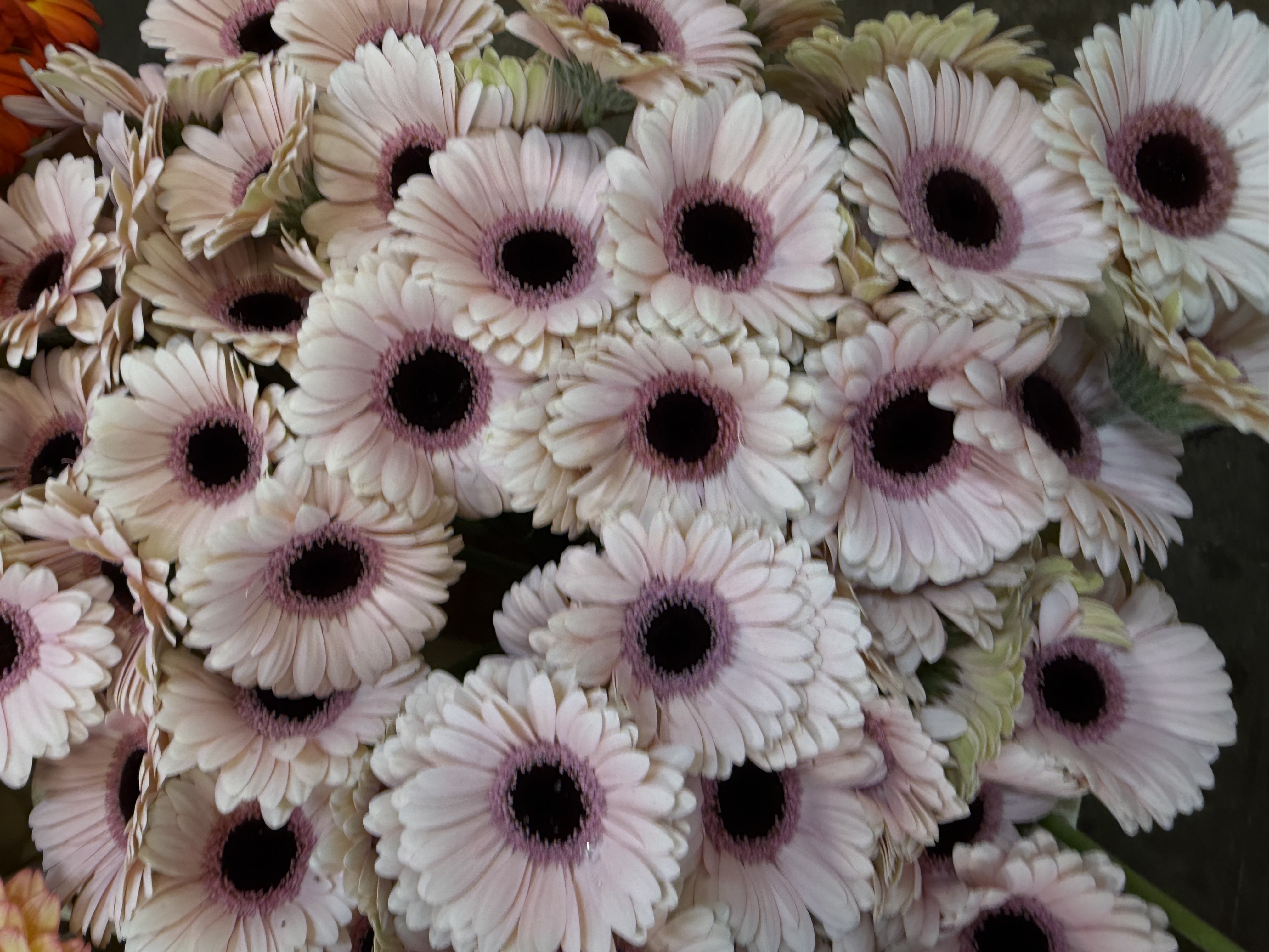 Gerbera M20-012