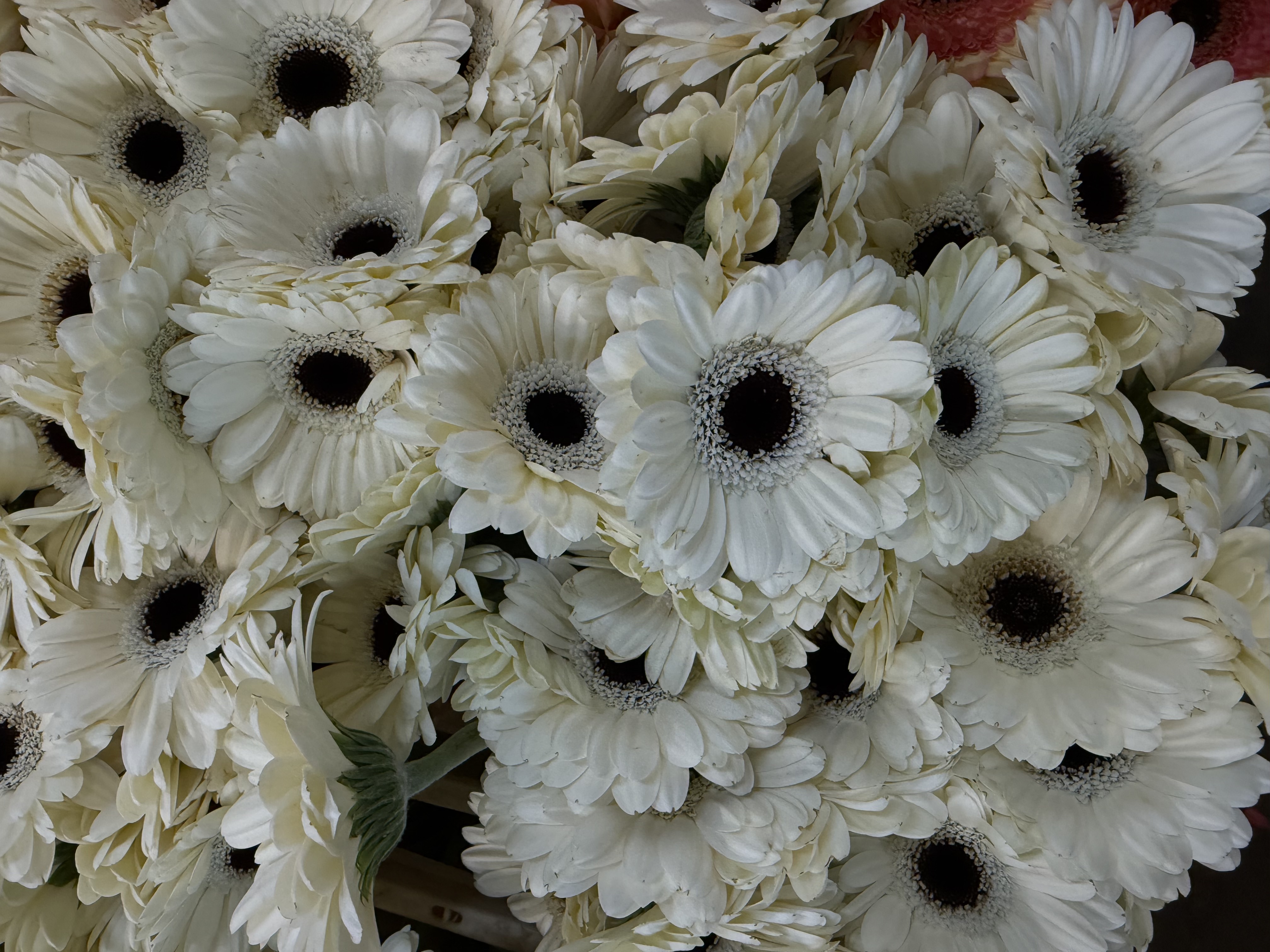 Gerbera M20-013