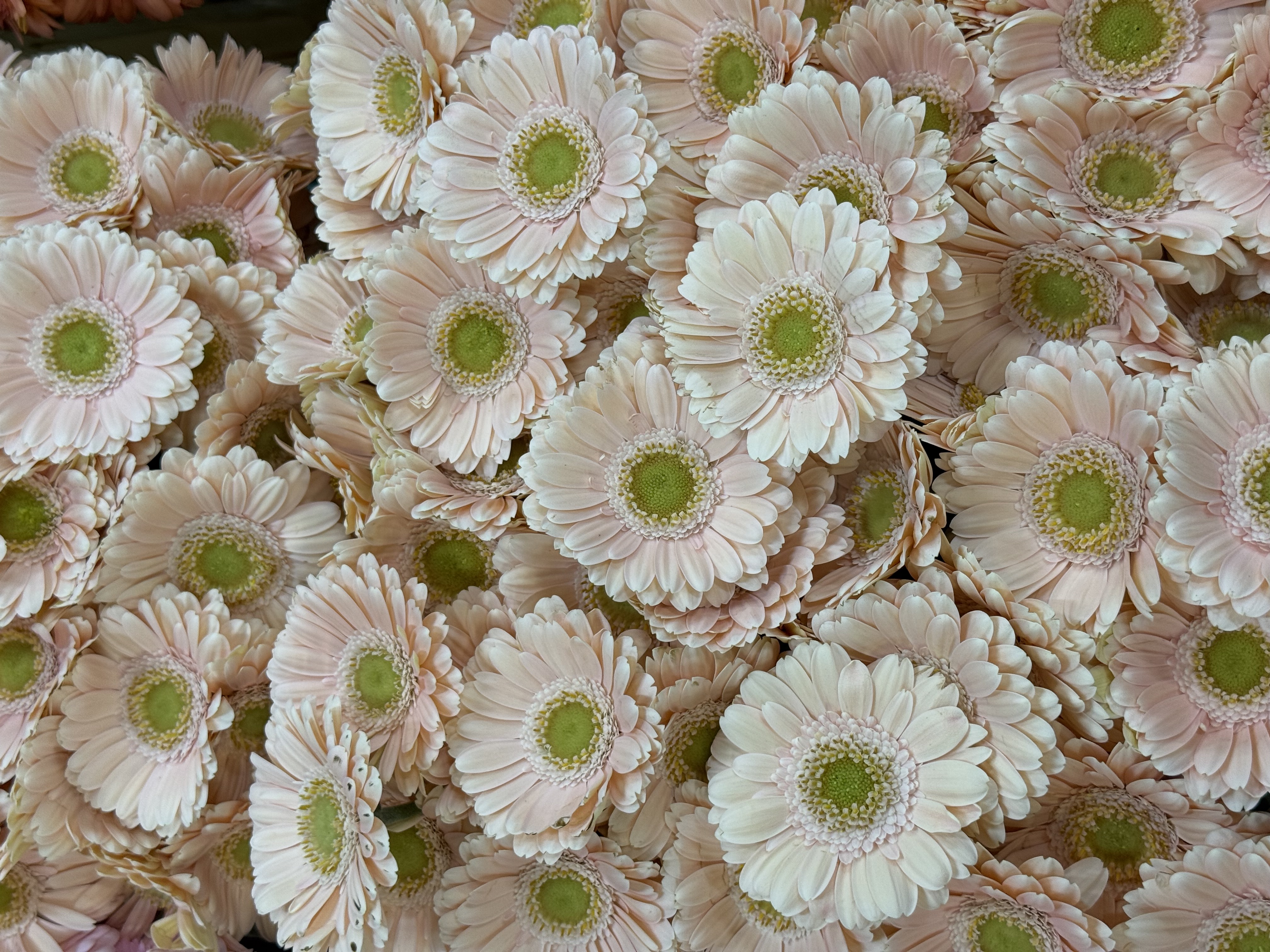 Gerbera M20-014