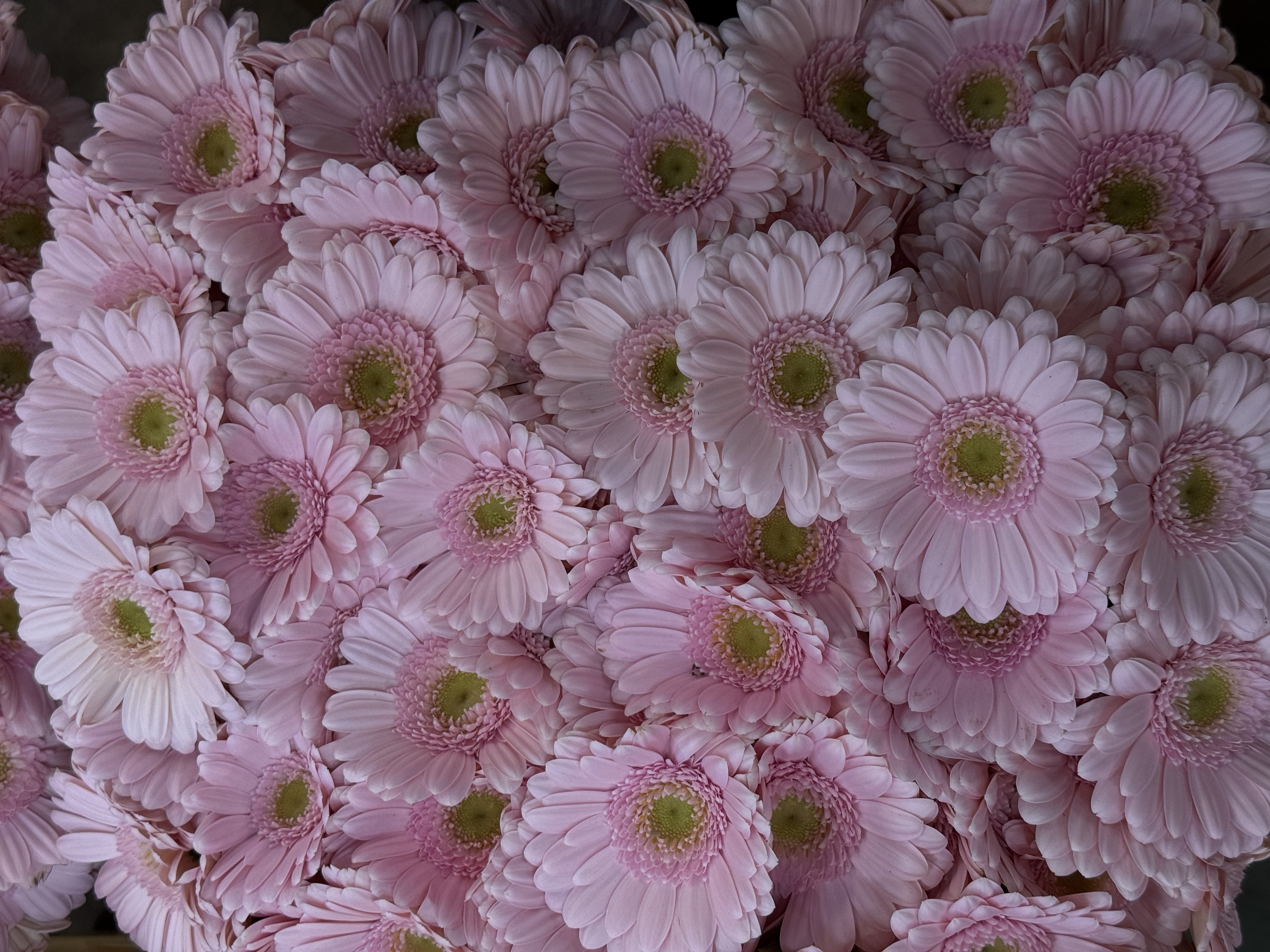 Gerbera M20-015