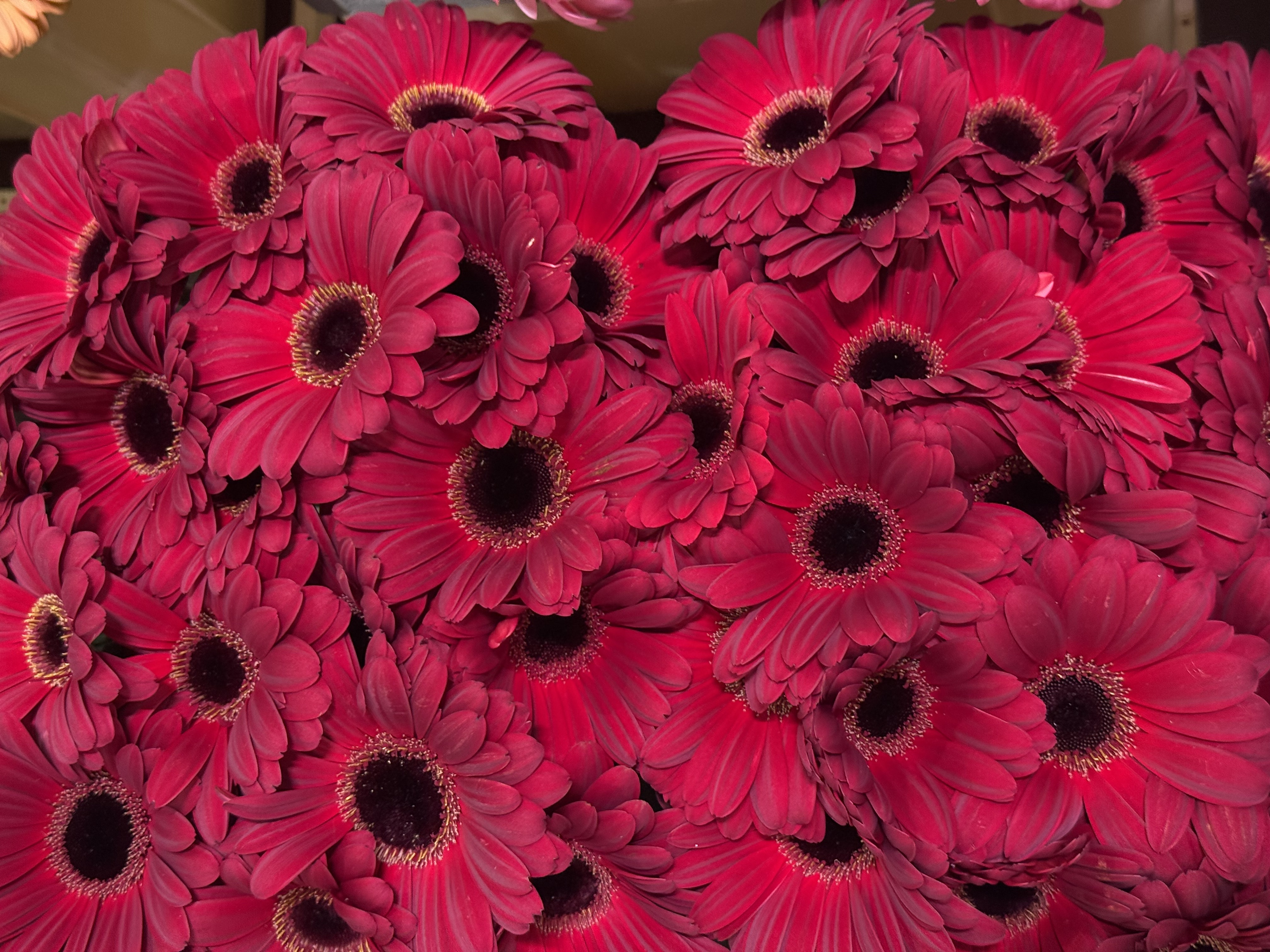 Gerbera M20-018