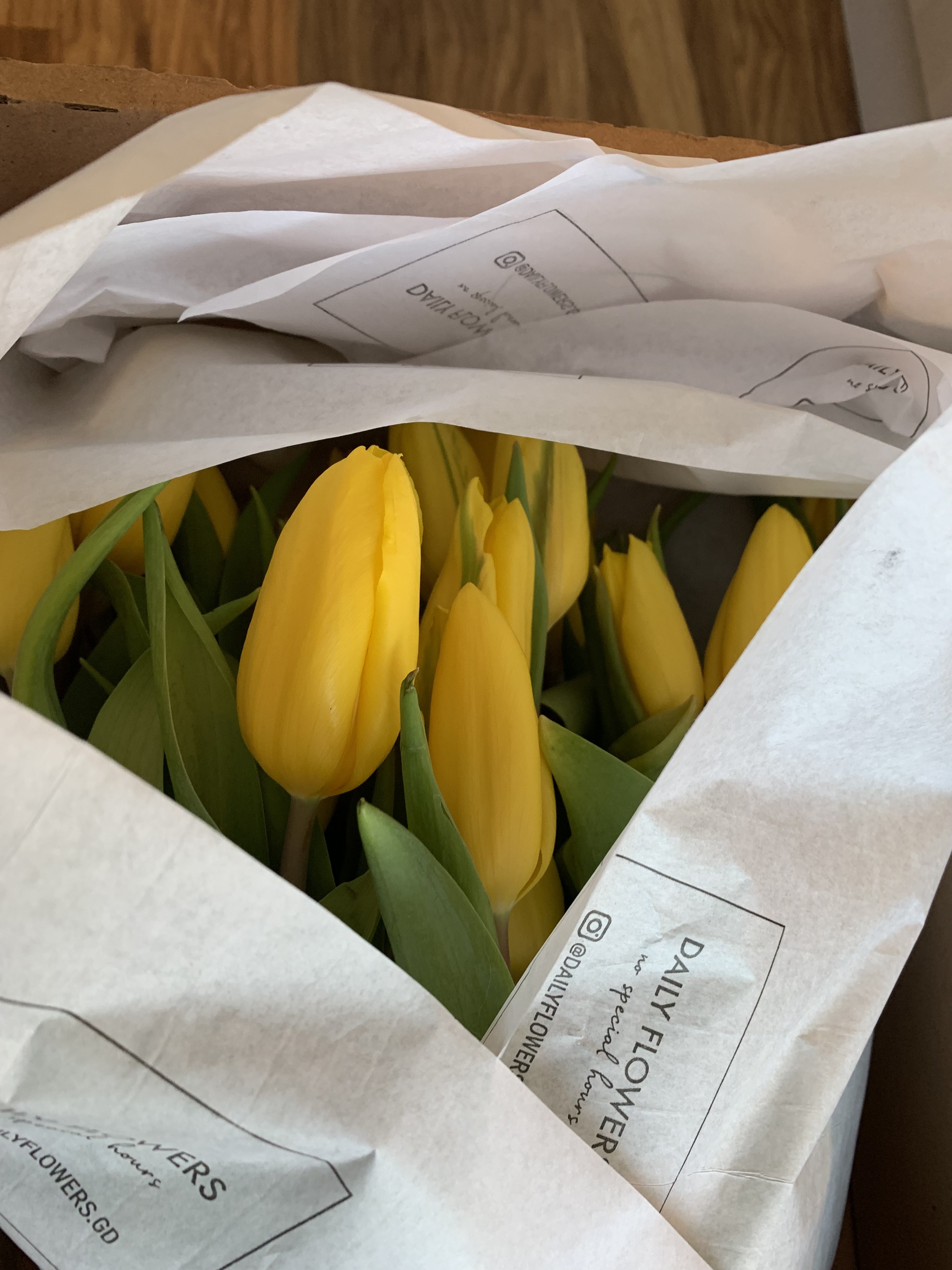 Tulipan żółty