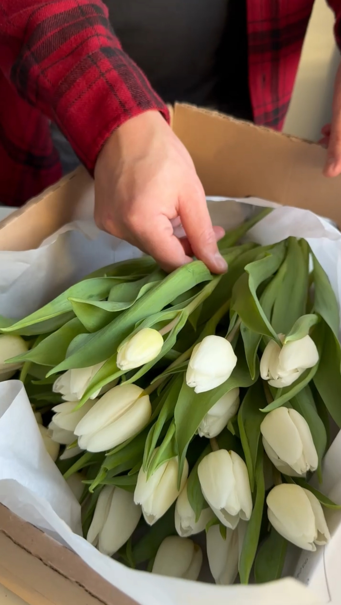 Tulipan biały
