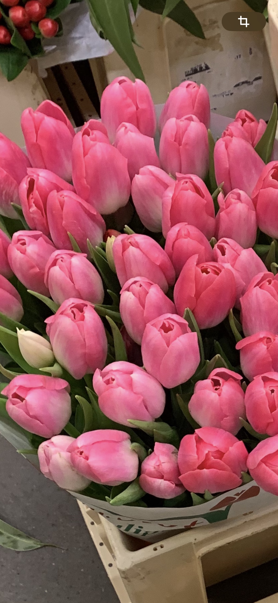Tulipan różowy