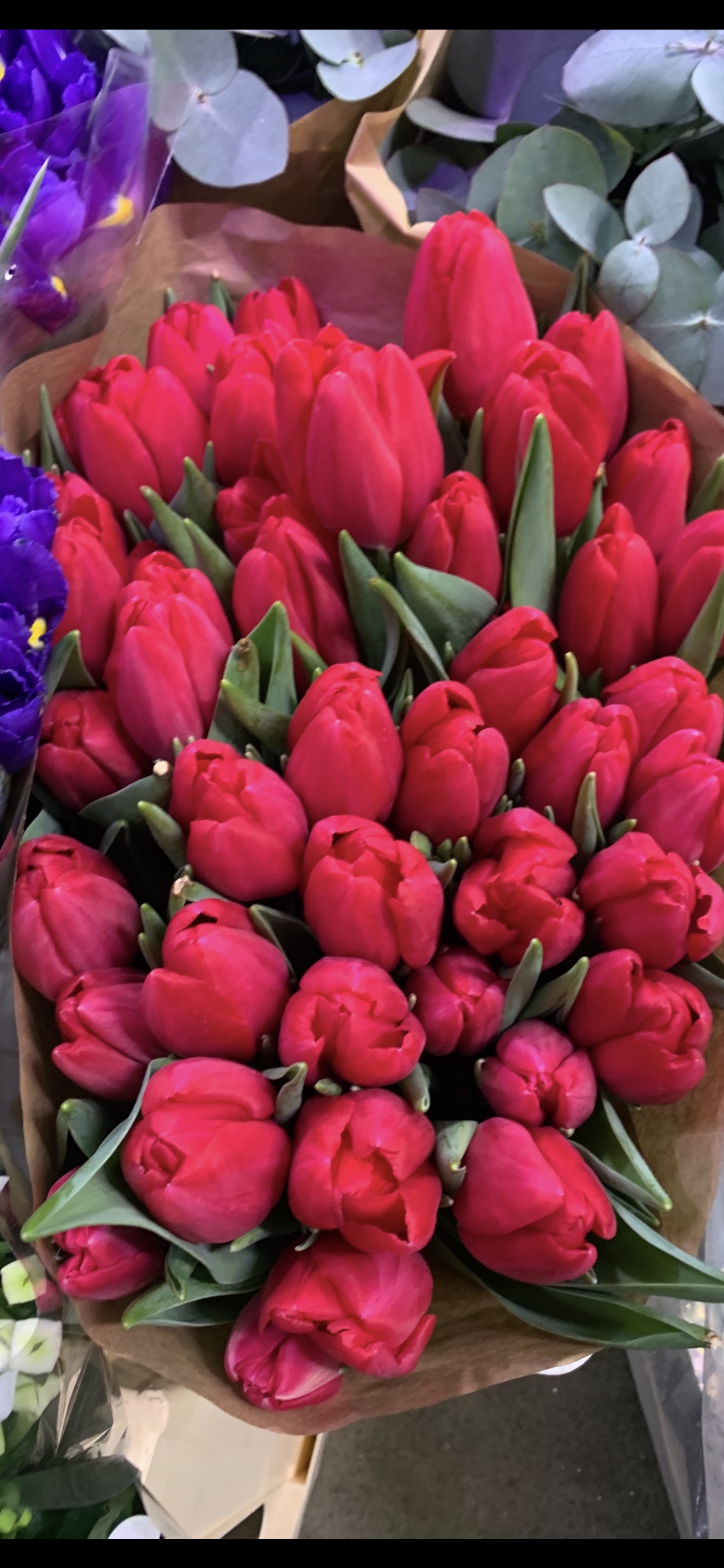 Tulipan czerwony