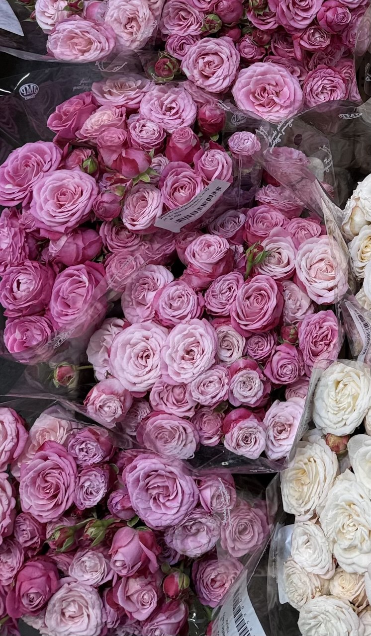 Bombastic deep pink