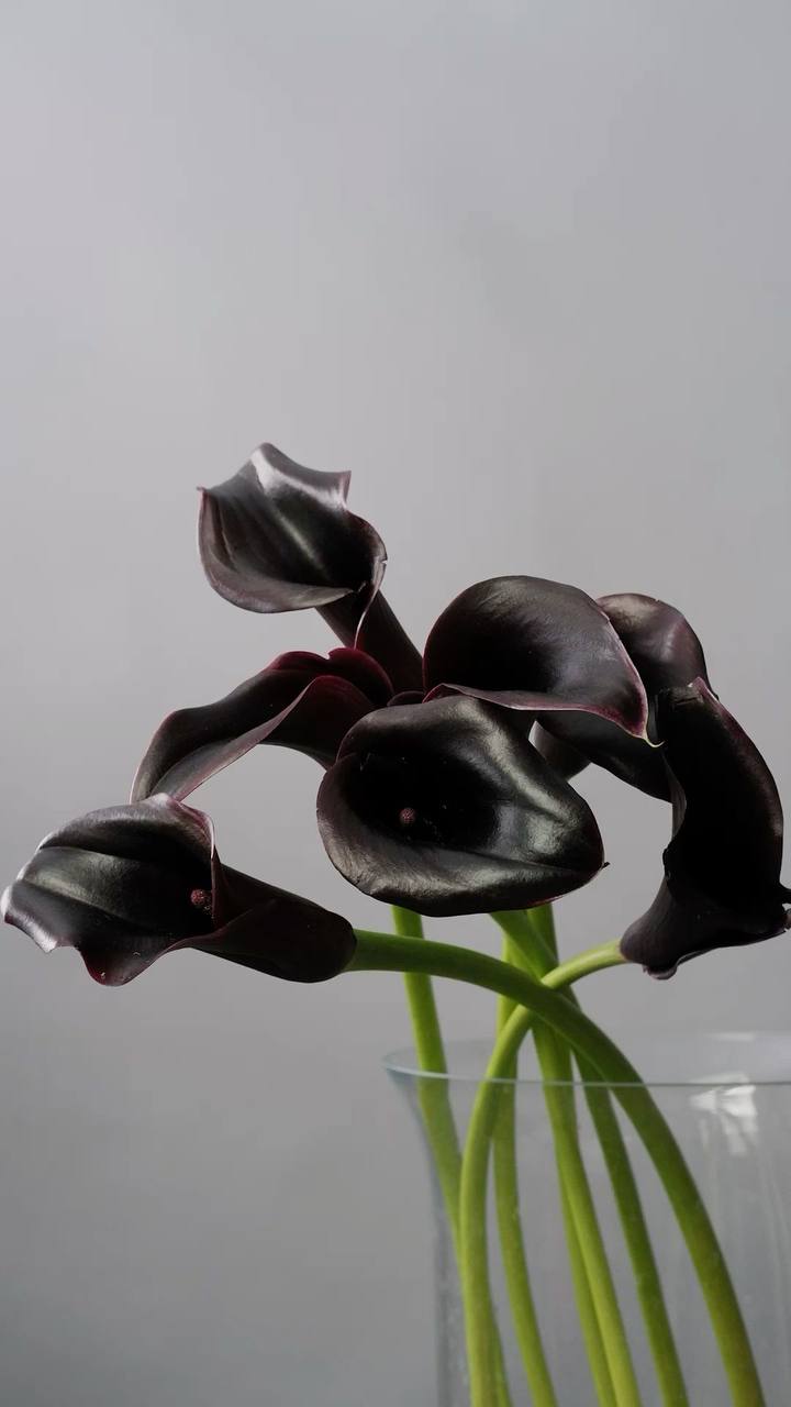Kala czarna