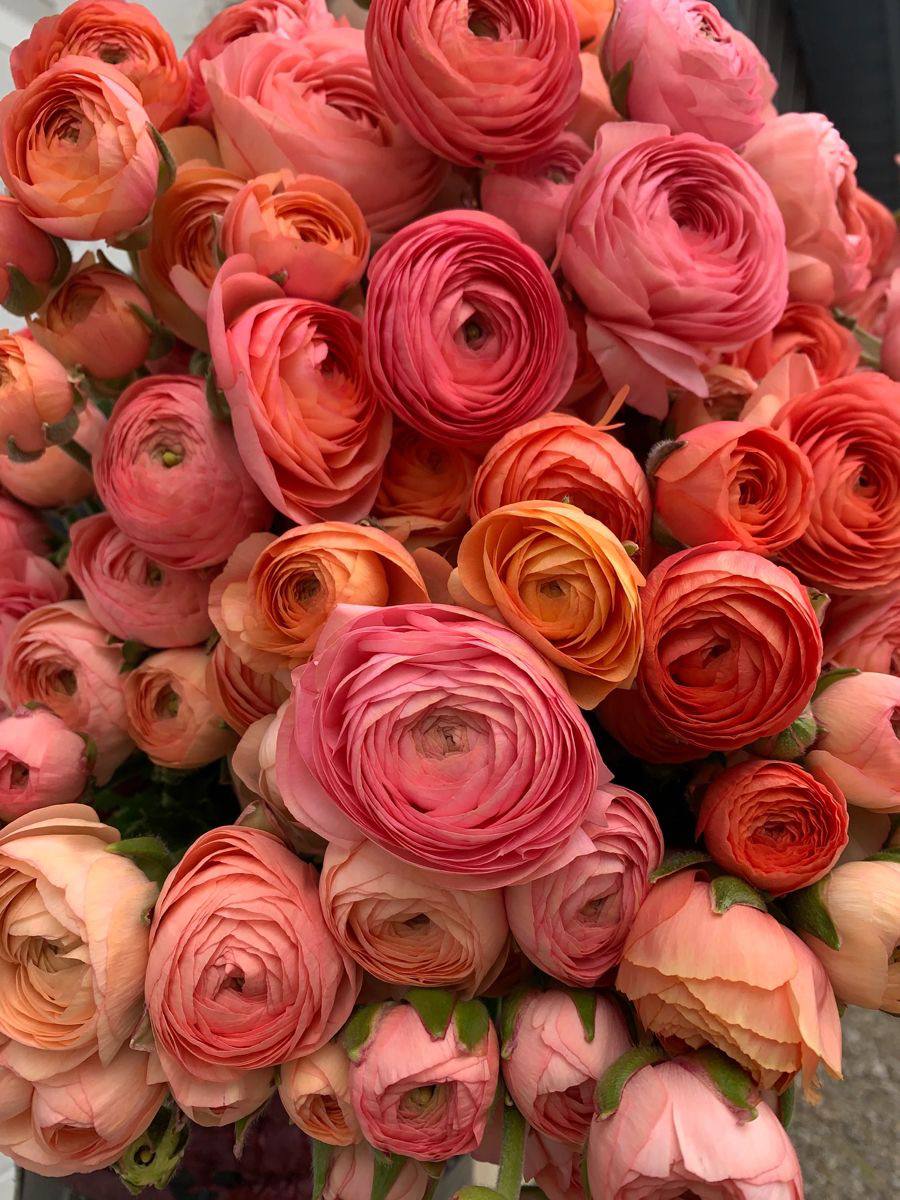 Ranunkulus Peach