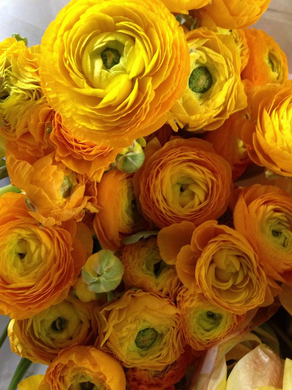Ranunkulus żółty