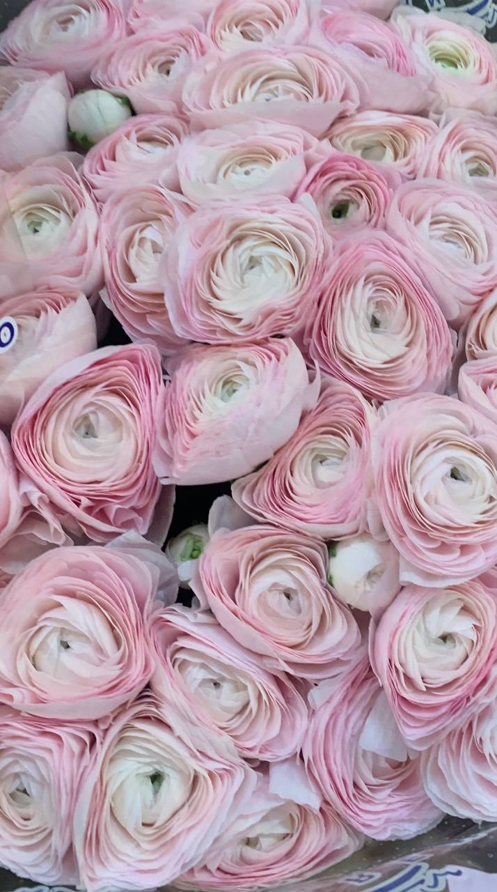 Ranunkulus różowy