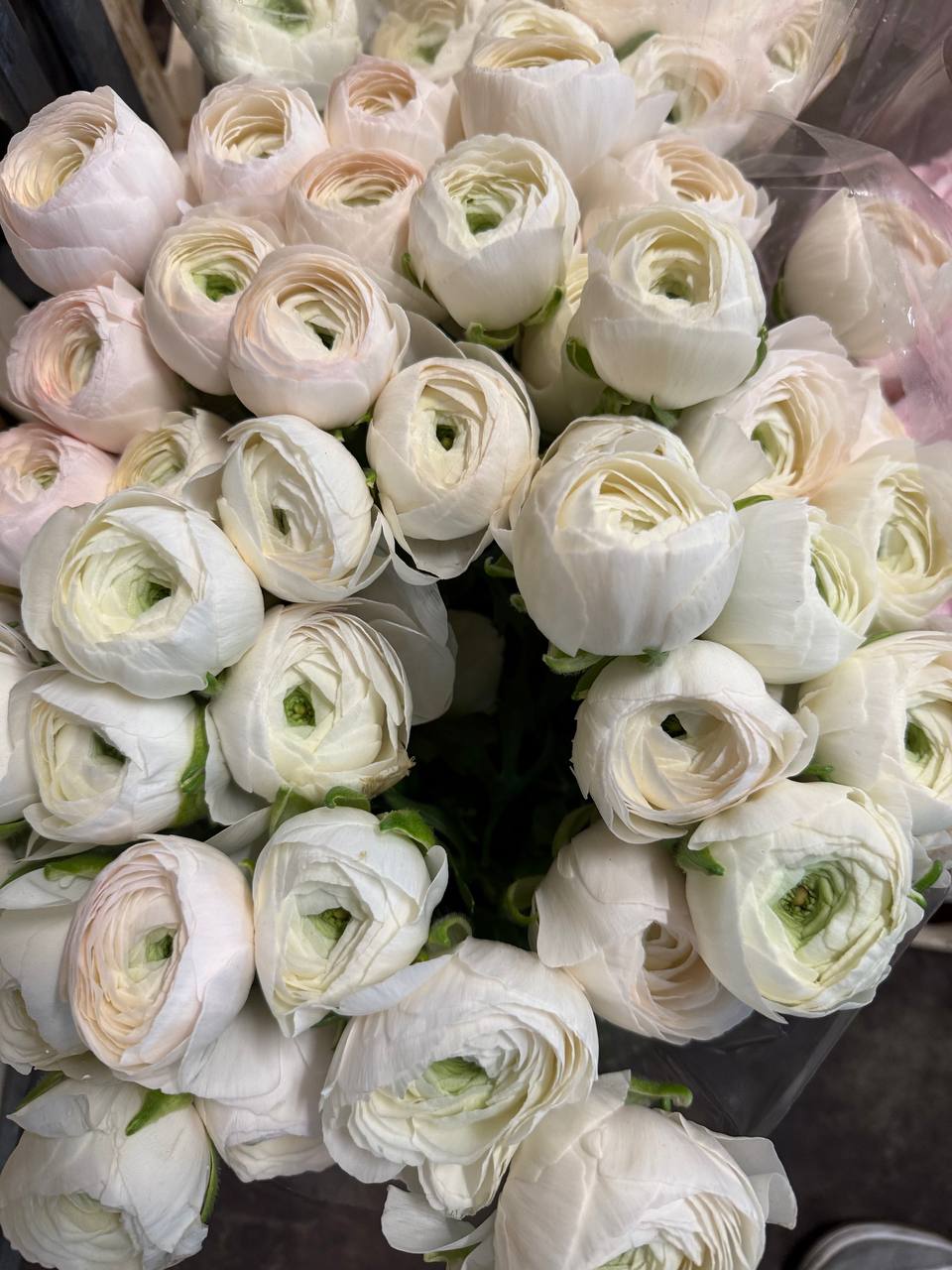 Ranunkulus biały