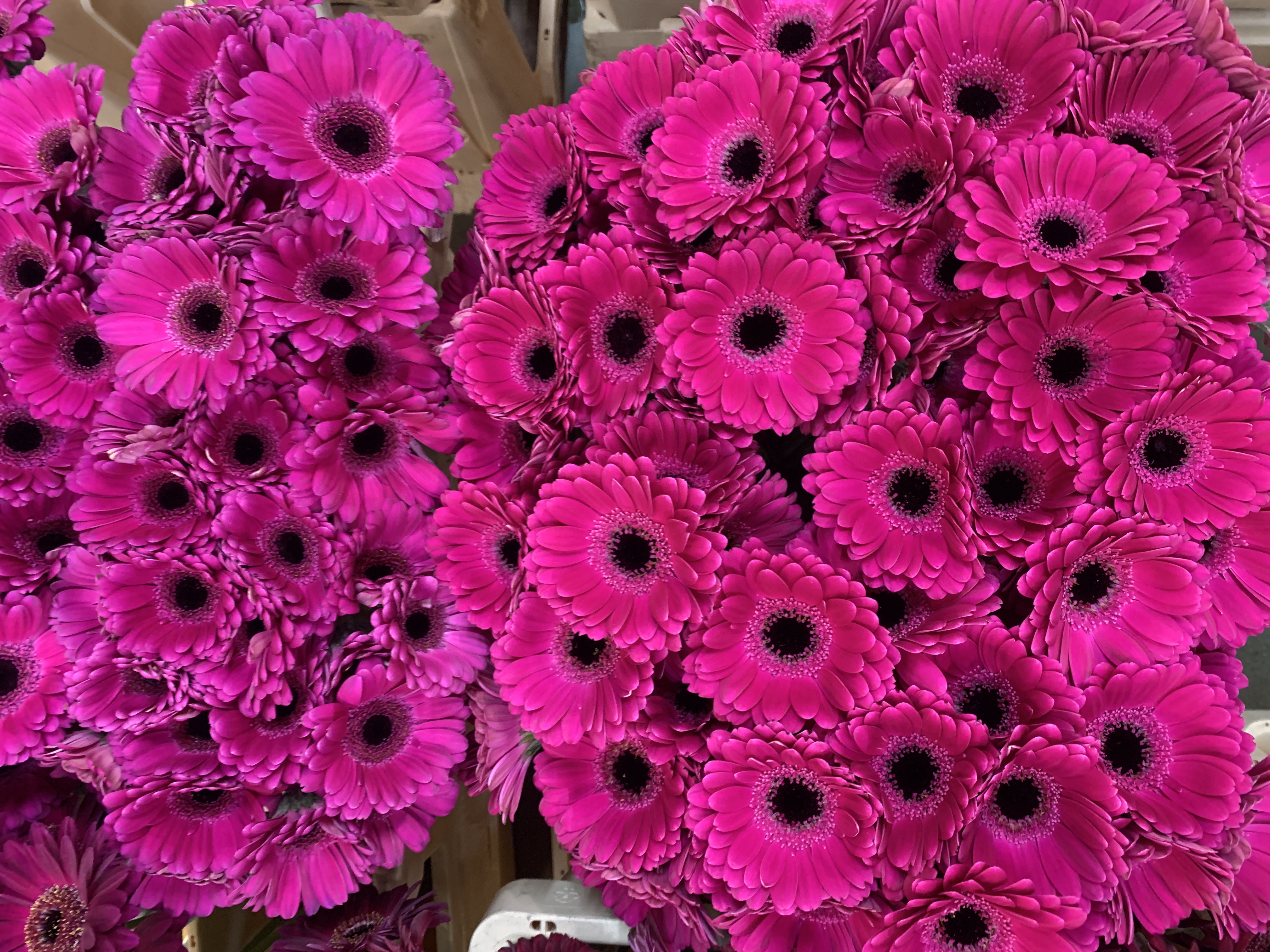 Gerbera M20-001