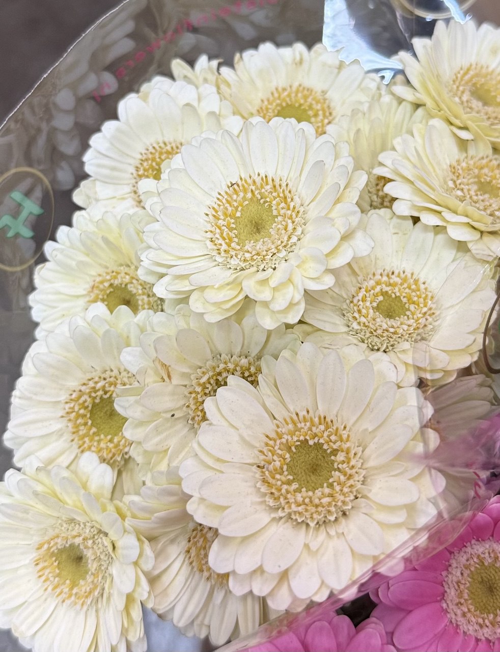 Gerbera M20-002