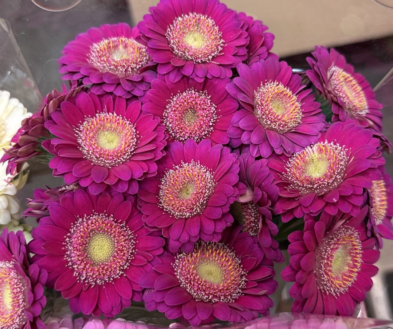 Gerbera M20-003