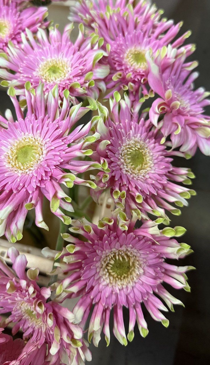 Gerbera M20-004