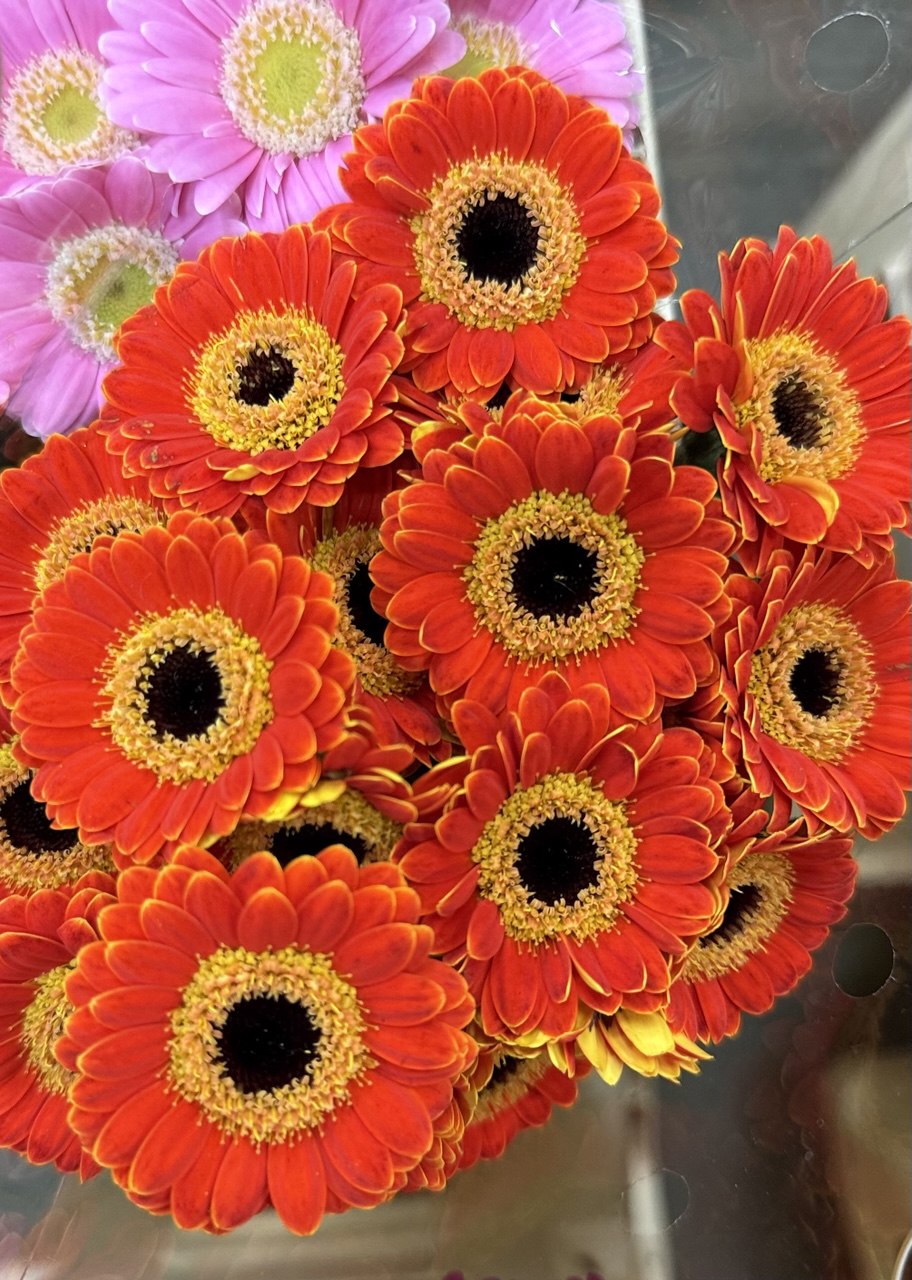 Gerbera M20-006