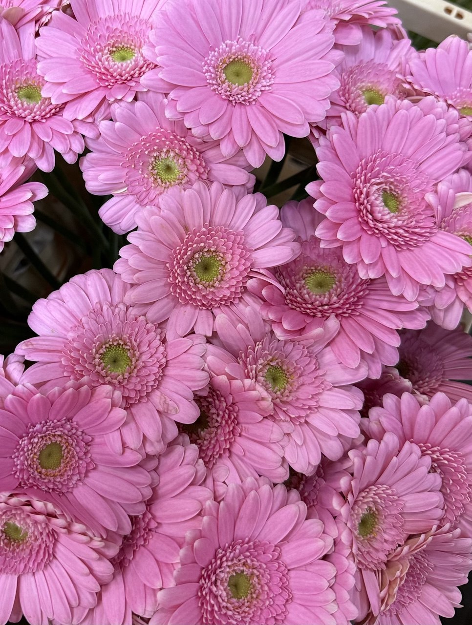 Gerbera M20-007