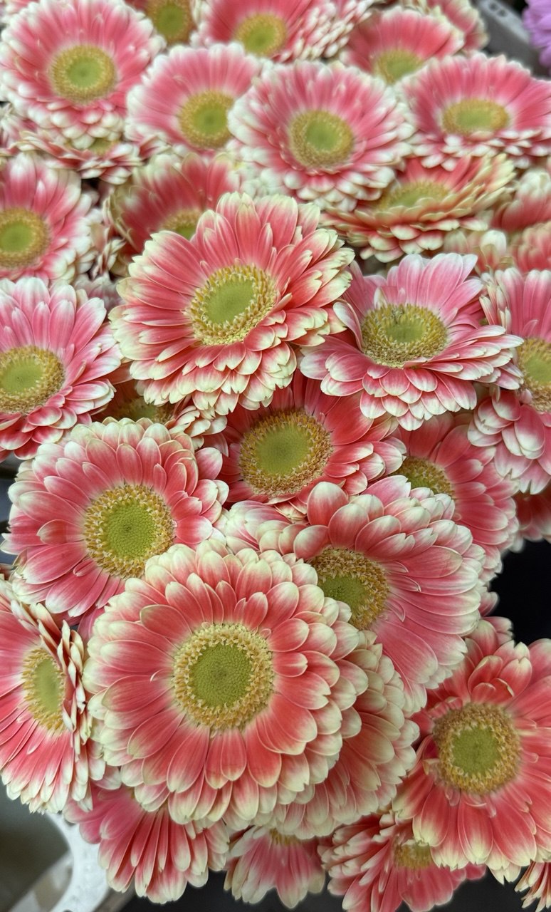 Gerbera M20-008