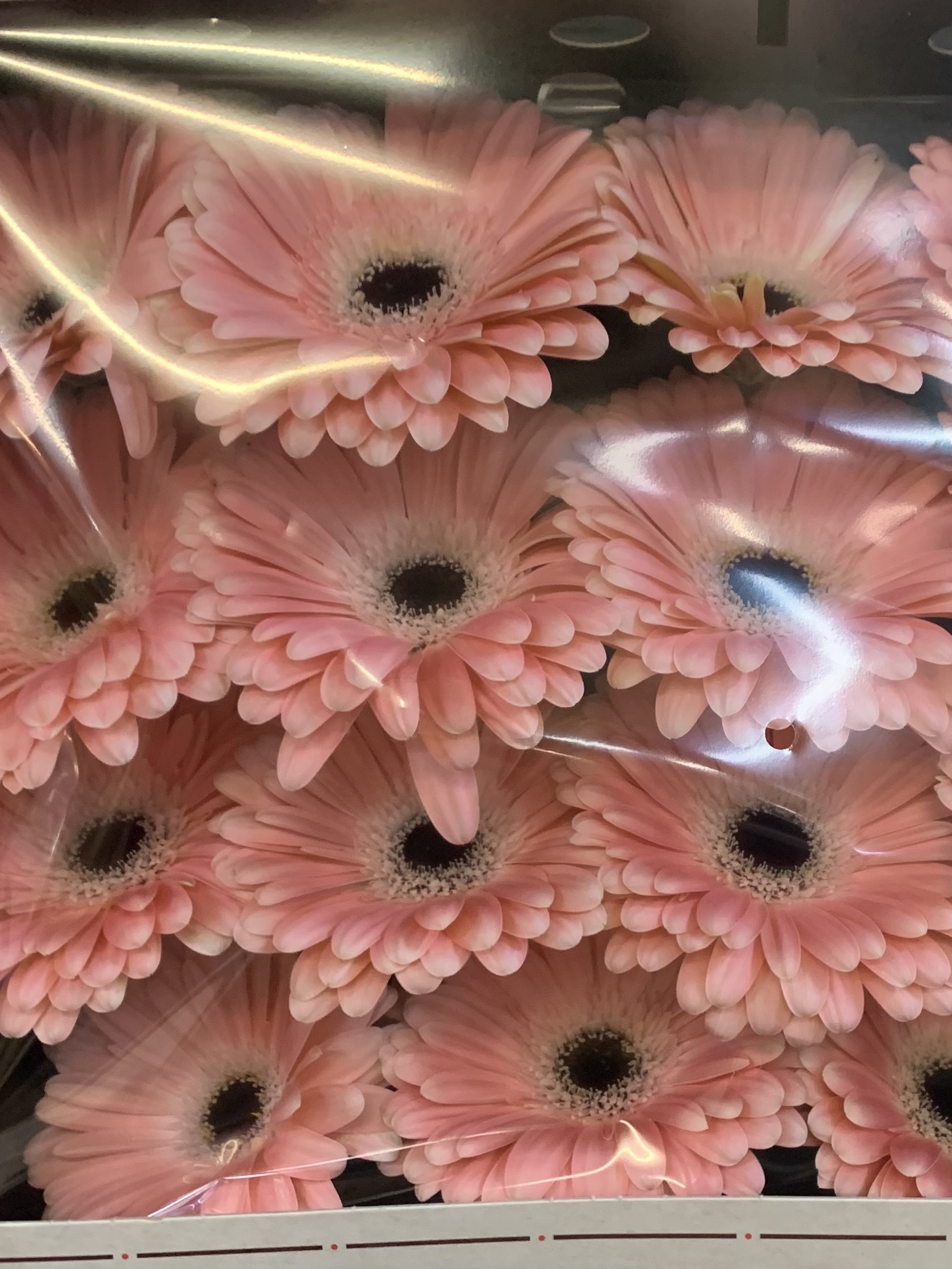 Gerbera L15-002
