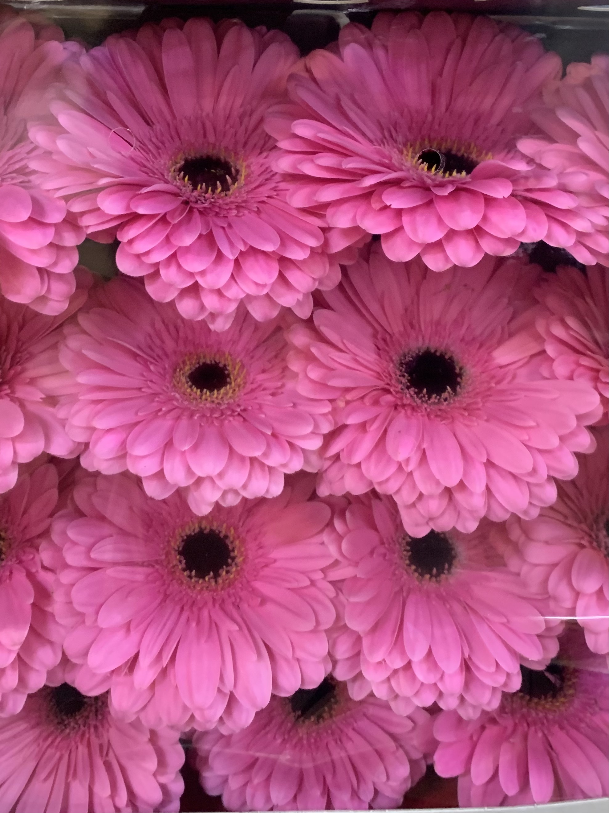 Gerbera L15-003