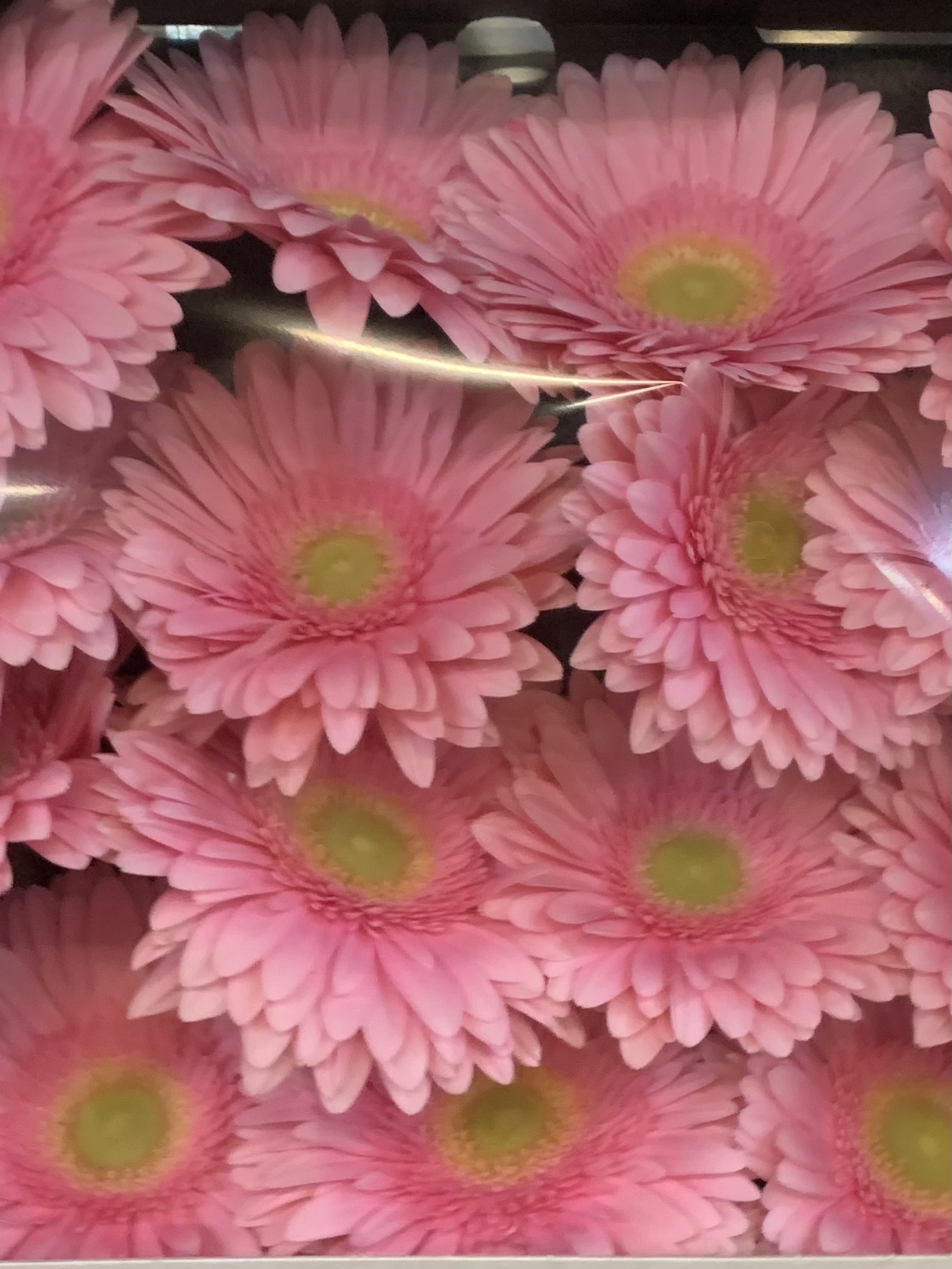 Gerbera L15-004
