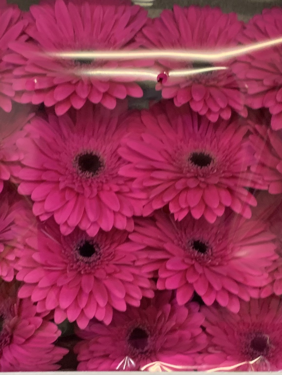 Gerbera L15-005