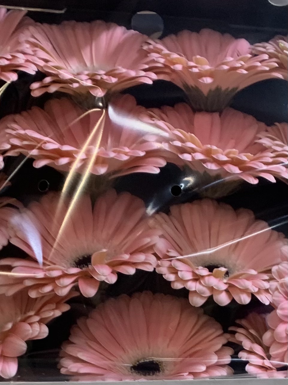 Gerbera L15-006