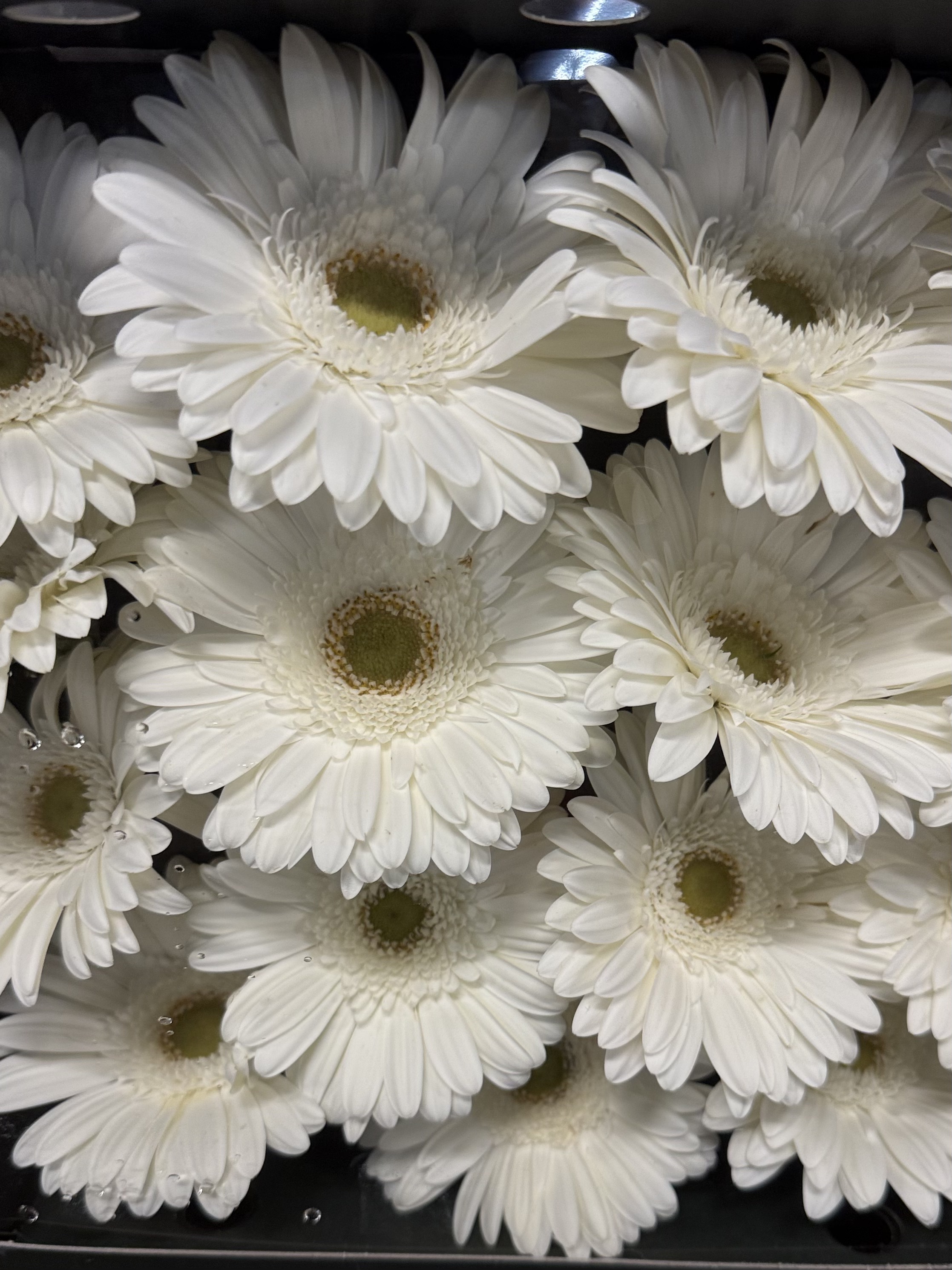 Gerbera L15-007
