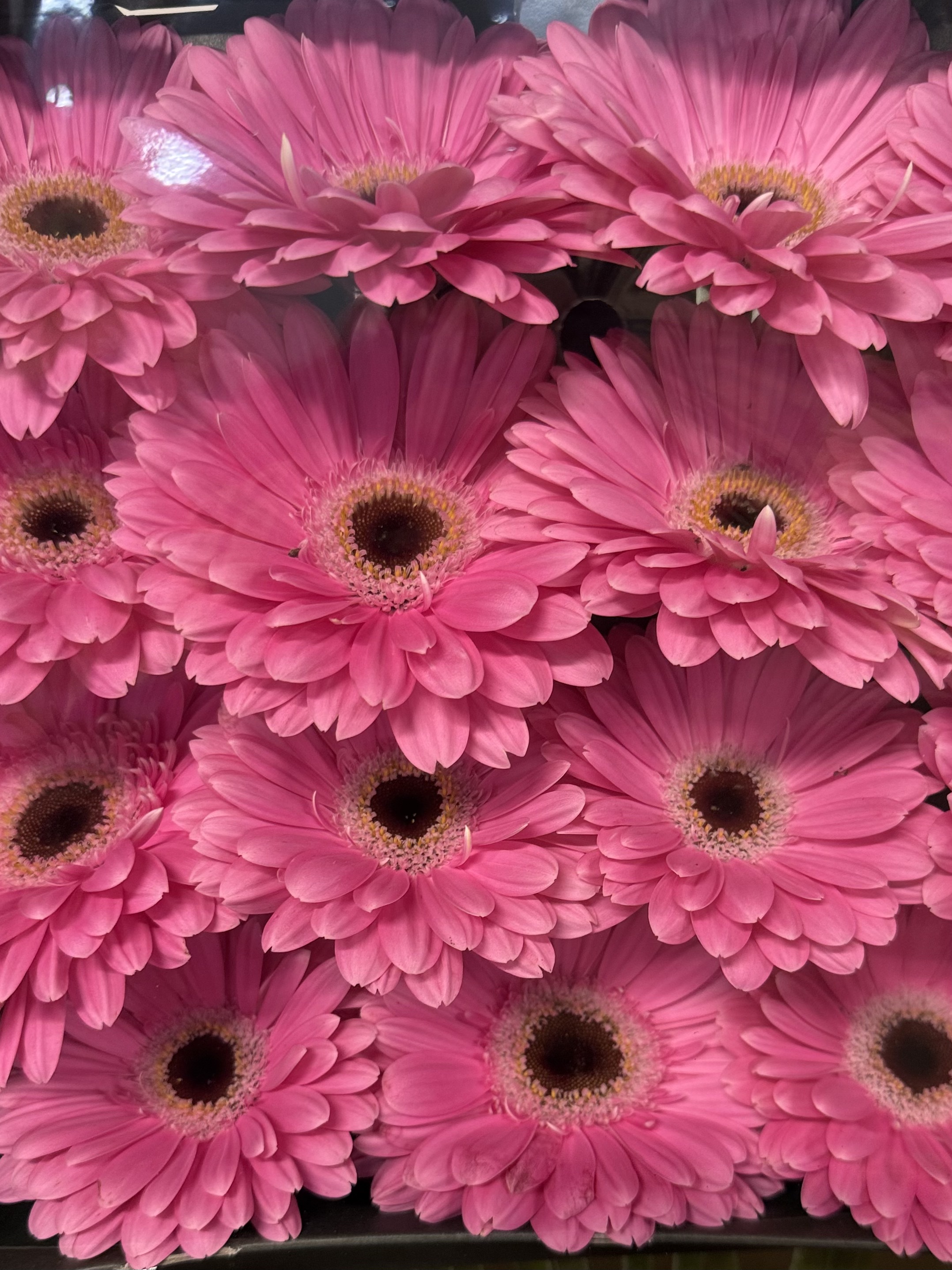 Gerbera L15-009