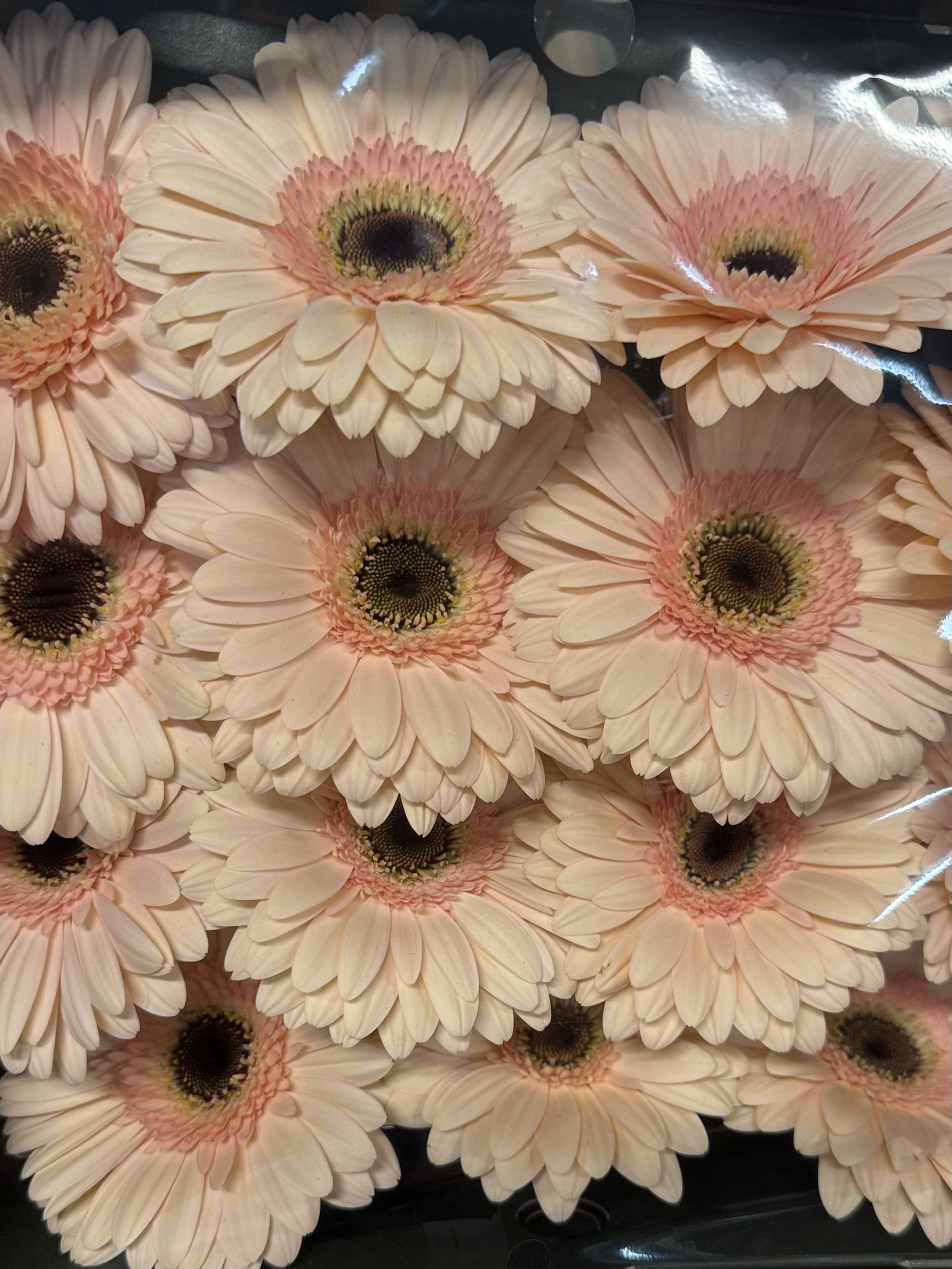Gerbera L15-010