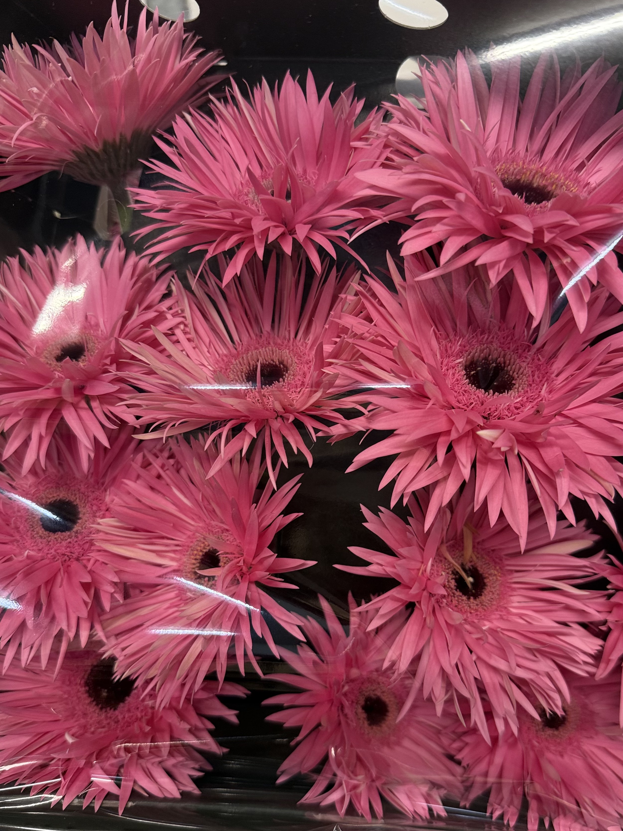 Gerbera L15-011
