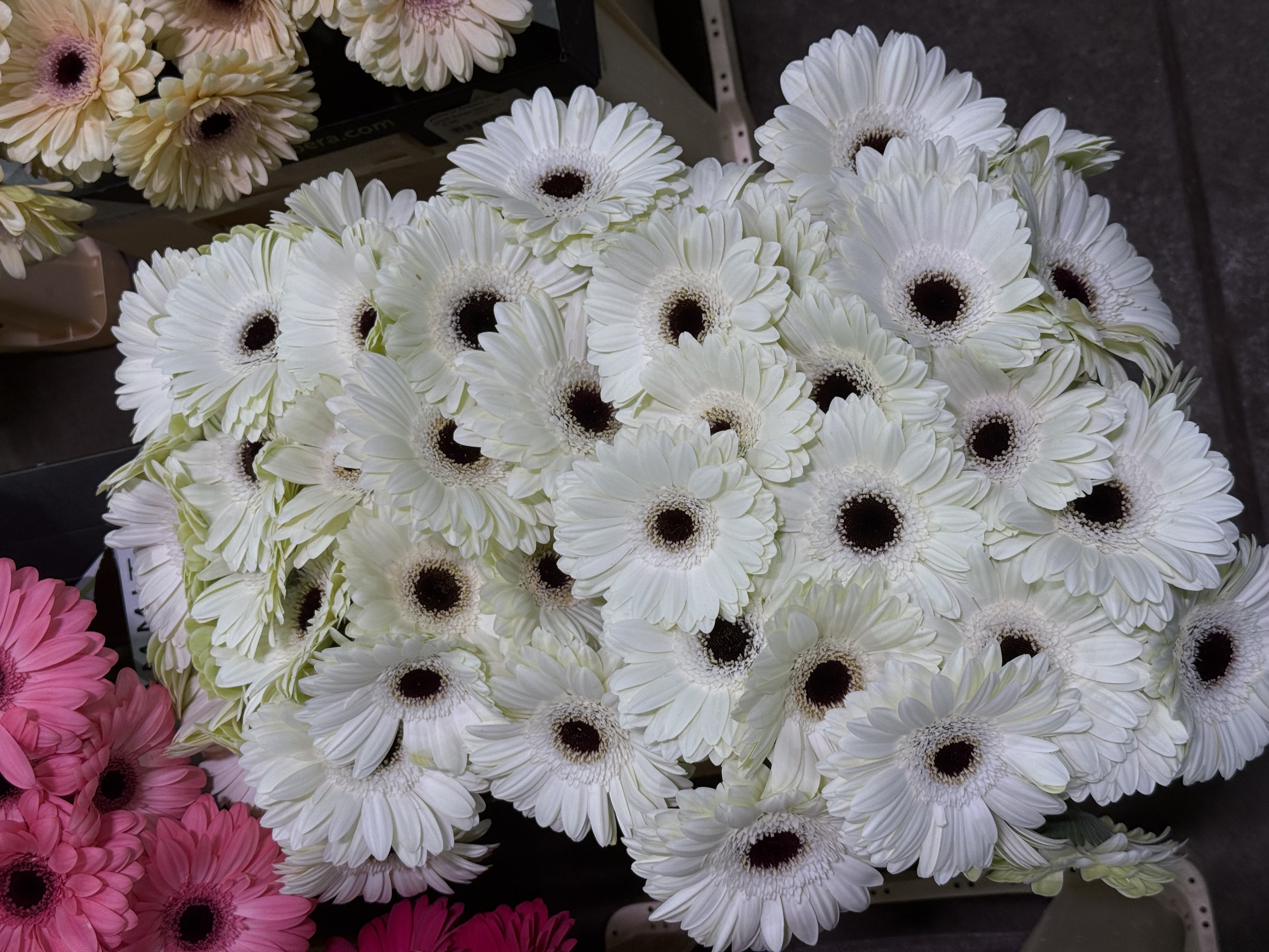 Gerbera L25-001
