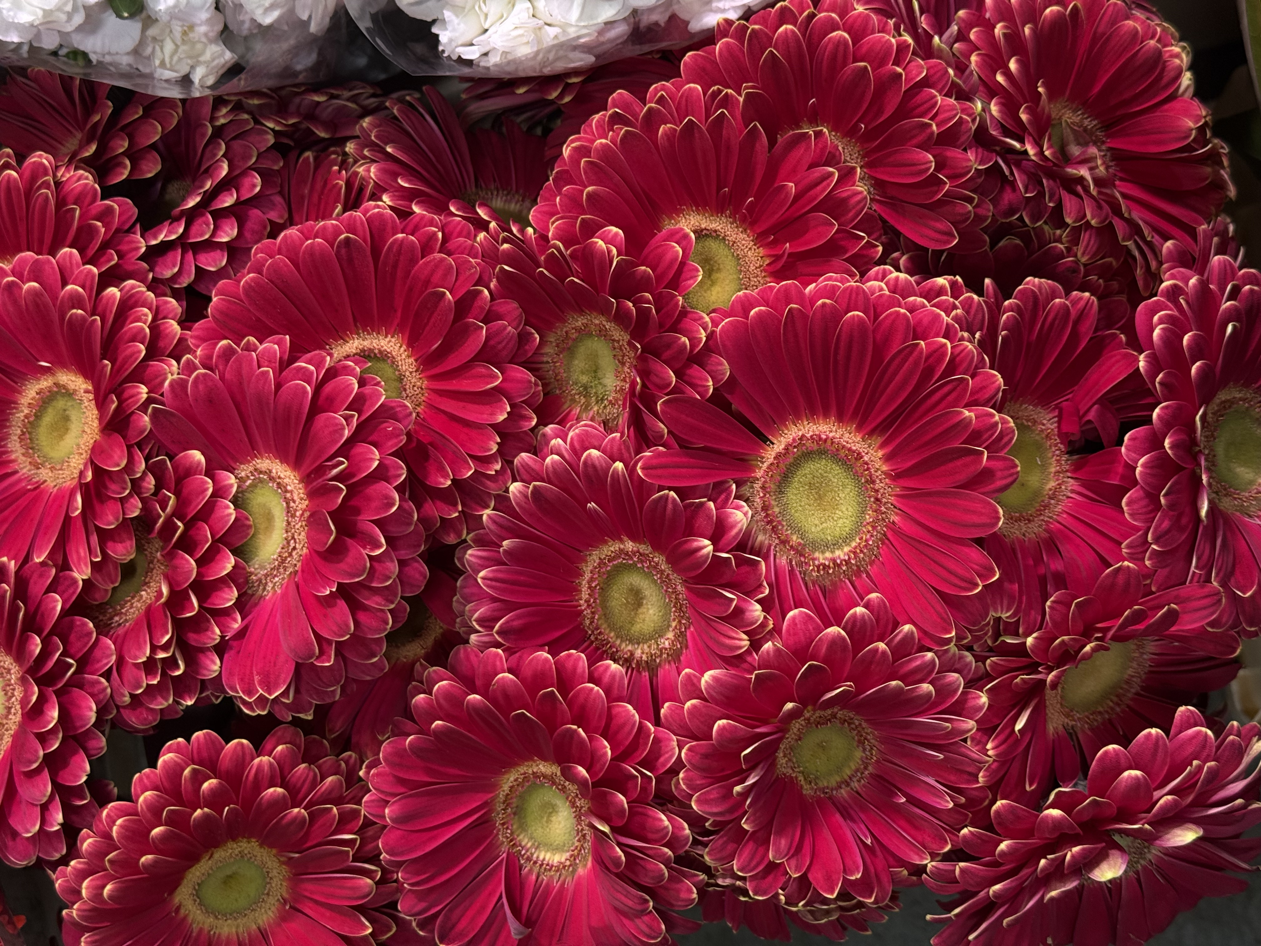 Gerbera L25-002